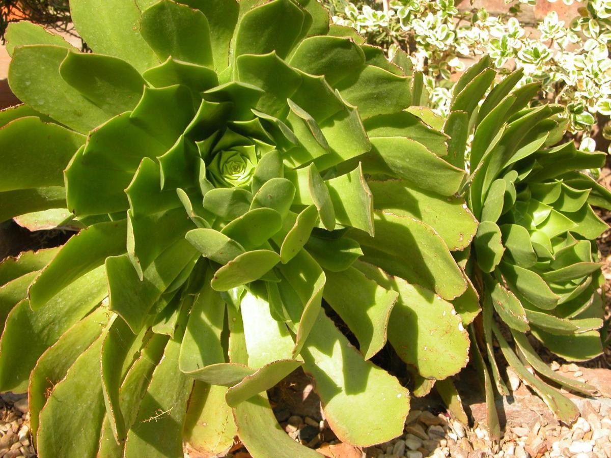 Pane Vivente Garden Cottage Beaufort West Exterior foto