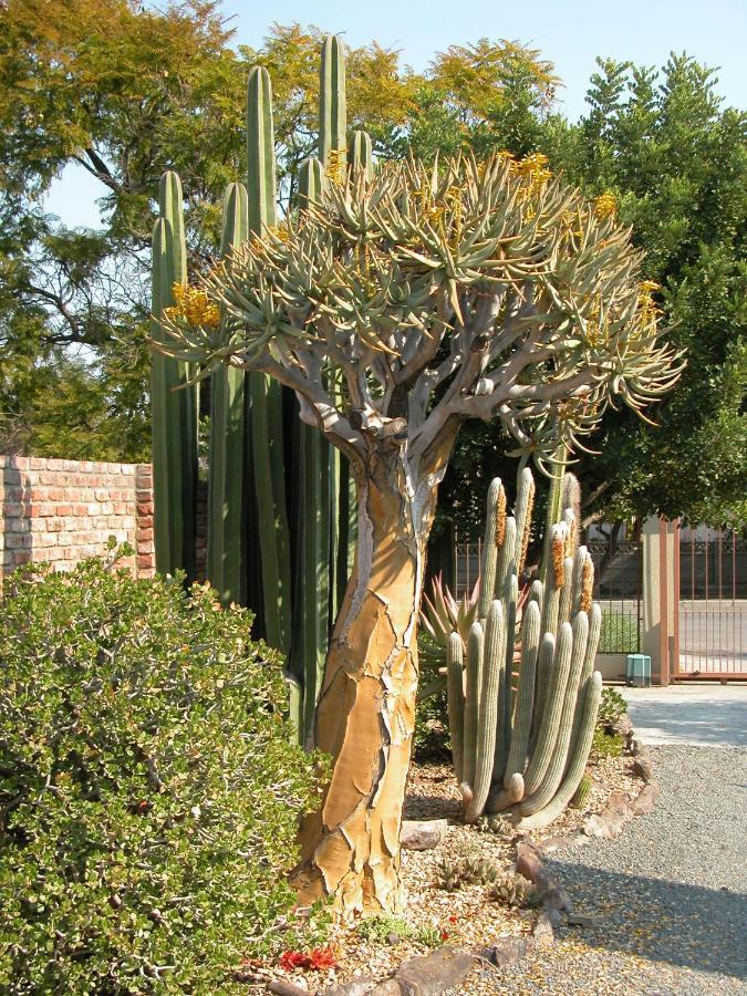 Pane Vivente Garden Cottage Beaufort West Exterior foto